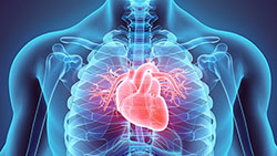 Lipoprotein Profili Testi