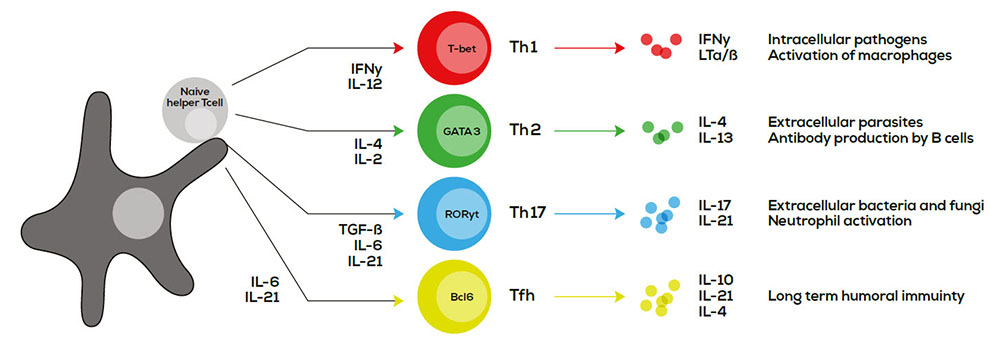 Th1/Th2 Dengesinin Hastalıklardaki Rolü